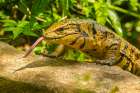 Caribbean-Trinidad-Asa Wright Nature Center Tegu lizard close-up Art Print